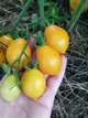 Насіння томатів Пьєнолло дель Везувіио (жовті) (25шт) - изображение 6