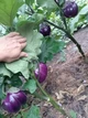 Насіння баклажану Геліос (25 шт) - изображение 3
