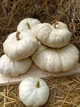 Насіння гарбуза “Flat White Boer Pumkin” /“Плоский Білий Бур”(10 шт) - изображение 1