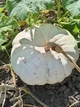 Насіння гарбуза “Flat White Boer Pumkin” /“Плоский Білий Бур”(10 шт) - изображение 2