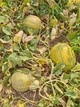 Насіння дині Цукрова (помаранчова) (15 шт) - изображение 3
