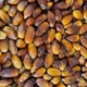 Фініки Algerian Dates В Сиропі Натуральні На Вагу 500 Г - изображение 1