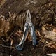Мультитул Leatherman Skeletool 2000000054162 - зображення 8