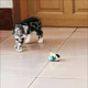 Набор Интерактивных Игрушек для котов Smart Cat Toy 2 в 1 Умный Мячик и Машинка на управлении (01699) - изображение 5