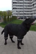 Дощовик Dogsbomba для великих собак чорний MB-6 розмір 12 (2000000053646) - изображение 1