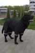 Дощовик Dogsbomba для великих собак чорний MB-6 розмір 12 (2000000053646) - изображение 2