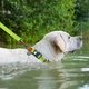 Нашийник для собак WAUDOG Waterproof з QR паспортом, водостійкий, пластикова пряжка-фастекс із замком 34-49 см 25 мм Салатовий (27725) - зображення 2