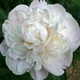Півонія Гарденія Gardenia - зображення 1