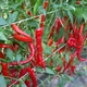 Семена Перец острый Козий рог 0,5 г Коуэл - изображение 3