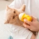Бутылка для кормления котят и щенков Lesko 2404SPBL8061 80 мл с соской Yellow - изображение 2