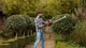 Кущоріз електричний BLACK+DECKER, 500 Вт, зі спеціальним лезом SAWBLADE™, длина ножа 55 см, діаметр гілок 16 мм, з допоміжним - зображення 5