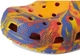 Дитячі кроксі класик помаранчеві для хлопчика Crocs Kids' Classic Marbled Clog - зображення 10