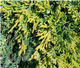 Ялівець горизонтальний Айс Блю (Juniperus horizontalis Ice Blue) Р9 - зображення 3