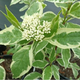Дерен белый Элегантиссима (Cornus alba Elegantissima) Р9 - изображение 1