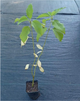 Дерен шовковистий Флавірамеа (Flaviramea) Р9 - зображення 3