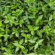 Бересклет Форчуна Тустин (Euonymus fortunei Tustin) Р9 - изображение 1