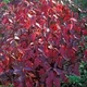 Саженцы Дерен в контейнере 0,5 л (Cornus alba) - изображение 1