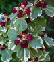 Гибискус древовидный "Purpureus Variegatus" садовые растения,цветы,саженцы - изображение 2