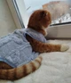 Флисовая кофта для котов (кошек) Happy 2XL Голубой - изображение 7