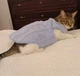 Флисовая кофта для котов (кошек) Happy 2XL Голубой - изображение 9