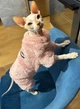 Костюм для котів (кішок) флісовий Пухнастик S Рожевий - зображення 5