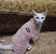 Костюм для котів (кішок) флісовий Пухнастик S Рожевий - зображення 6