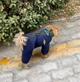 Костюм для собак Baby M Темно-синій - зображення 7