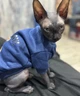 Толстовка для котов (кошек) Тедди XS Синий - изображение 9