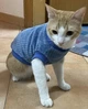 Флисовая толстовка для котов (кошек) Оникс XL Синий - изображение 9