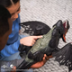 Игровая фигурка Dreamworks Dragons How To Train Your Dragon Action Figure Titan Red Death - изображение 8