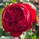 Саженцы Яскрава Роза плетистая Ред Эден Роуз (Red Eden Rose) (59580) - изображение 1