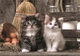 Пазл Clementoni: High Quality Collection — Wonderful Kittens / Чудові кошенята (1000 елементів) — 39943 - зображення 4