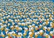 Пазл Clementoni: Disney — Donald Duck / Дональд Дак (1000 елементів) — Impossible — 39799 - зображення 4