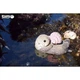 Сборная 3D модель Eugy Зоопарк Морская выдра (XEG-060) - изображение 7