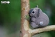 Збірна 3D модель Коала - изображение 4