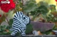 Збірна 3D модель Зебра - изображение 3