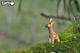Збірна 3D модель Жирафа - изображение 4