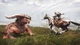 Ключ активации Conan Exiles – Complete Edition для Xbox One/Series S/X - изображение 6