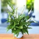 Cубстрат для Спатифілума (Spathiphyllum) 3л - зображення 5