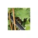 Кущоріз Bosch акумуляторний UniversalHedgeCut 18V-50 18V, 2.5Ah, 50мм, крок різу 20мм (0.600.849.K01) BOSCH 0.600.849.K01 1085432 - зображення 4
