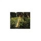 Кусторез DeWALT DCM563P1 DeWALT DCM563P1 976710 - изображение 6
