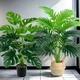 Набір штучних тропічних рослин 2 шт Монстера Monstera + Трахікарпус Trachycarpus / рослини для декору будинку / саду / офісу, 24 листки, зелений (128856854) - зображення 1