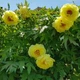 Пион древовидный Yellow - изображение 2