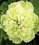 Пион древовидный Green - изображение 1