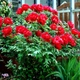 Пион древовидный Red - изображение 3