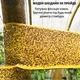 Липка стрічка ловчий пояс для дерев 4.5 м, ширина 10 см, клейова пастка від садових шкідників, жовта - зображення 5