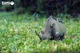 Збірна 3Д модель Зоопарк: Носоріг - изображение 8