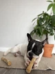 Палиця з кавового дерева для собак HealthyDoggo Coffee Stick розмір M (5-10кг) - зображення 8