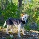 Зимняя туника для собак с FIR-подкладкой PAIKKA Recovery Winter Shirt 20 - изображение 7