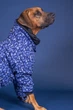 Світловідбиваючий зимовий костюм для собак PAIKKA Winter Suit Blue 50 - зображення 7